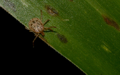 Amblyomma