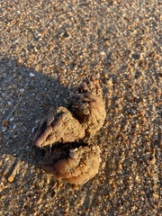 Aplidium stellatum
