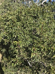 Rhus virens choriophylla