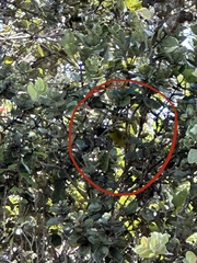 Chlorodrepanis virens