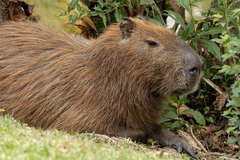 Hydrochoerus hydrochaeris