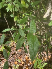 Viburnum rhytidophyllum