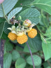 Rubus ellipticus