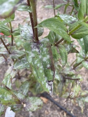 Golovinomyces cichoracearum