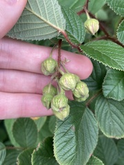 Rubus ellipticus