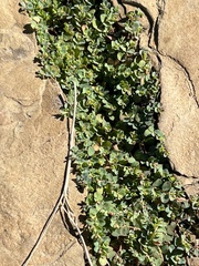 Euphorbia serpens