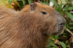 Hydrochoerus hydrochaeris