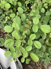 Rubus ellipticus
