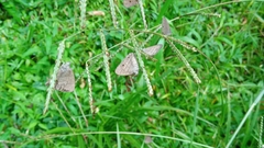 Hermeuptychia hermes