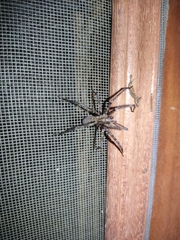 Tegenaria
