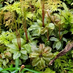 Mniaceae
