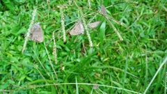 Hermeuptychia hermes