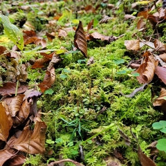 Mniaceae