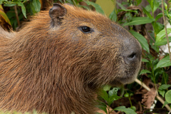 Hydrochoerus hydrochaeris