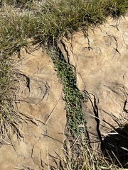 Euphorbia serpens
