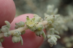 Suaeda taxifolia