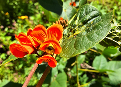 Erythrina breviflora