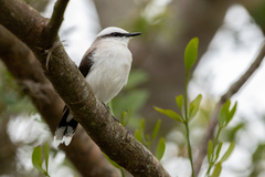 Fluvicola nengeta