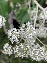 Astrotricha floccosa