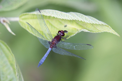 Erythrodiplax melanorubra