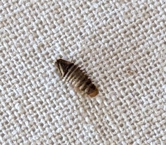 Dermestidae