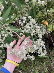 Astrotricha floccosa