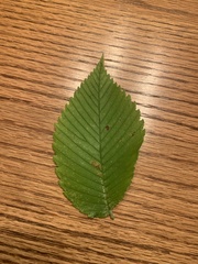 Ulmus americana