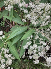 Astrotricha floccosa