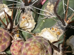 Ferocactus townsendianus
