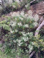 Astrotricha floccosa