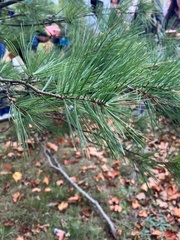 Pinus strobus