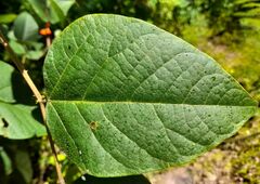 Erythrina breviflora