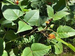 Erythrina breviflora