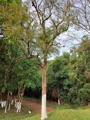 Jacaranda micrantha