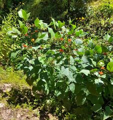 Erythrina breviflora