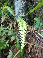 Blechnum fragile