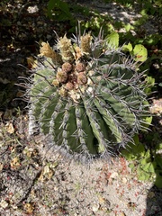Ferocactus townsendianus