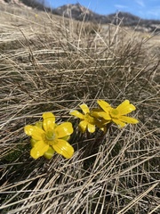 Ranunculus lappaceus