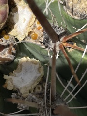 Ferocactus townsendianus