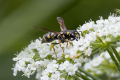 Parancistrocerus pedestris