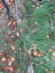 Pinus strobus