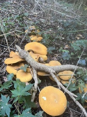 Cystoderma aureum
