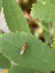 Belonochilus numenius