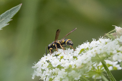 Parancistrocerus pedestris