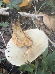 Cystoderma aureum