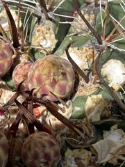 Ferocactus townsendianus
