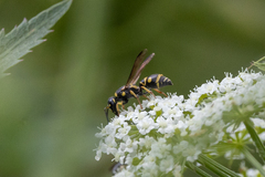 Parancistrocerus pedestris