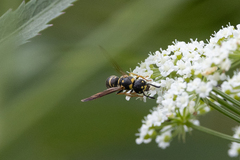 Parancistrocerus pedestris