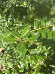 Ilex cornuta