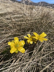 Ranunculus lappaceus
